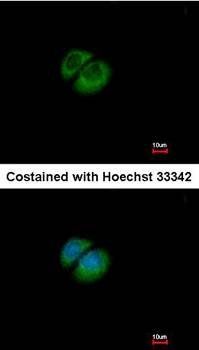 HPRT1 antibody