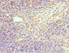 HPS1 Antibody