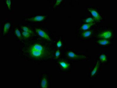 HPS6 Antibody