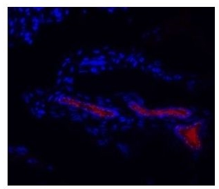 Mouse HPV-16 E6, clone HPV-13E2 (Monoclonal) Antibody