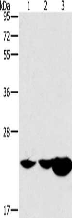 HRASLS2 antibody