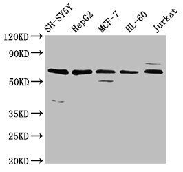 HRG antibody