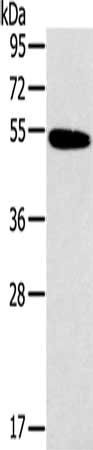 HRH1 Antibody