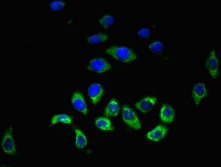 HRH3 Antibody