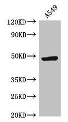 HRH3 antibody