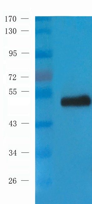 HRH4 antibody