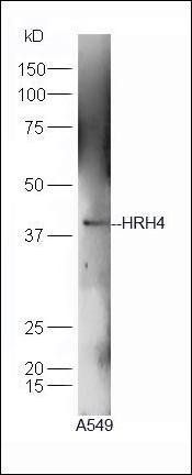 HRH4 antibody