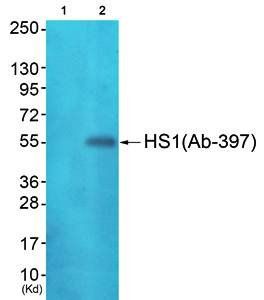 HS1 (Ab-397) Antibody