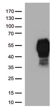 HS1BP3 Antibody