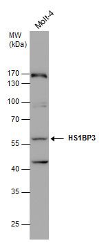 HS1BP3 antibody