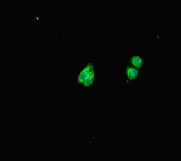 HS6ST1 antibody