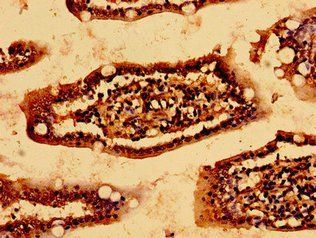 HSCB Antibody