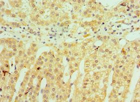 HSD11B1 Antibody