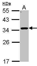 hydroxysteroid 11-beta dehydrogenase 1 Antibody