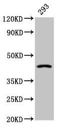 HSD11B2 Antibody
