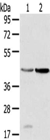 HSD11B2 antibody