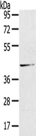 HSD11B2 antibody