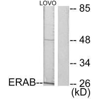 HSD17B10 antibody