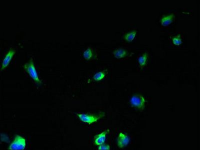HSD17B12 Antibody