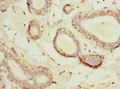 HSD17B12 Antibody
