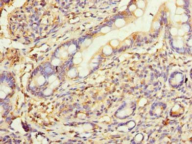 HSD17B12 Antibody