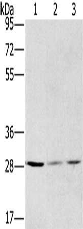 HSD17B12 antibody