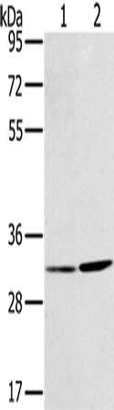 HSD17B12 antibody