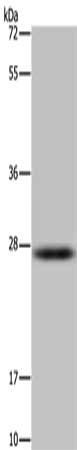 HSD17B14 Antibody