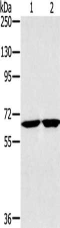HSD17B4 antibody