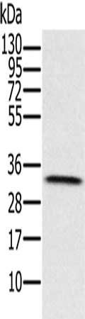 HSD17B8 Antibody