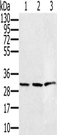 HSD17B8 antibody