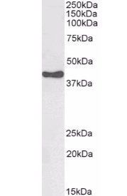 Goat anti-HSD3B1 Antibody