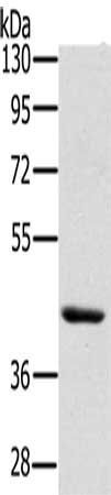 HSD3B7 antibody