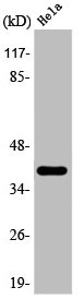 HSD3B7 Antibody