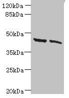 HSDL2 antibody