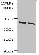 HSDL2 Antibody