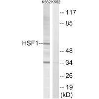 HSF1 Antibody