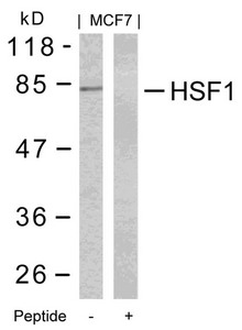 HSF1 (Ab-303) antibody
