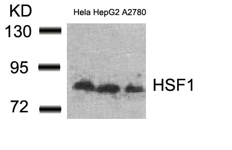 HSF1 (Ab-307) antibody