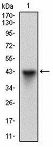 HSF1 Antibody