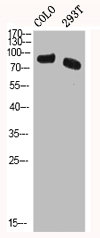 HSF1 Antibody