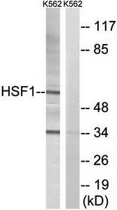 HSF1 (Ab-142) Antibody