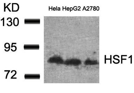 HSF1 (Ab-307) Antibody