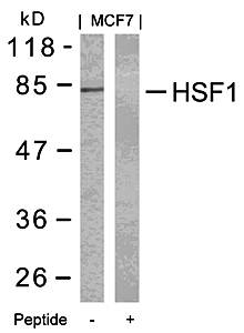 HSF1 (Ab-303) Antibody