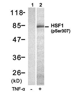 HSF1 (Phospho-Ser307) Antibody