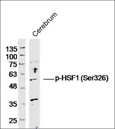 HSF1 (phospho-Ser326) antibody