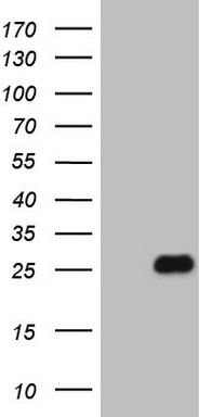 HSF2 Antibody