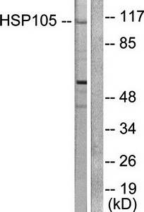 HSP105 Antibody
