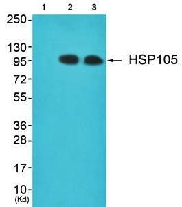 HSP105 Antibody