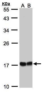 HSP22 antibody